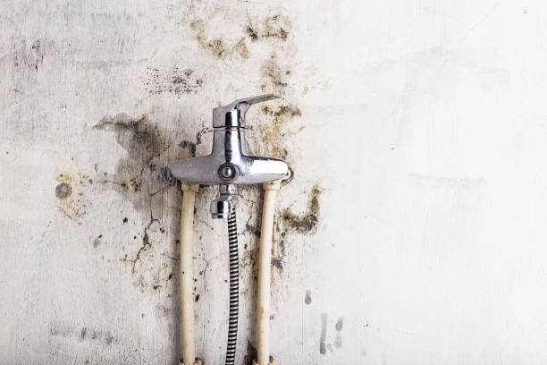Best Mold Remediation for Specific Building Types in Bicknell, IN