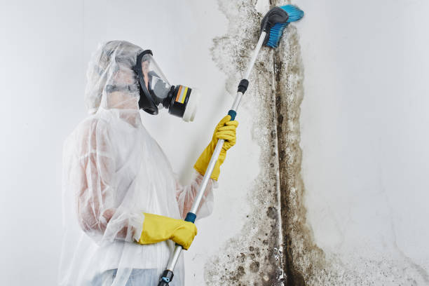 Best Industrial Mold Remediation in Bicknell, IN