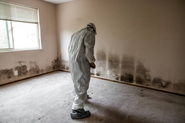 Best Basement Mold Remediation in Bicknell, IN